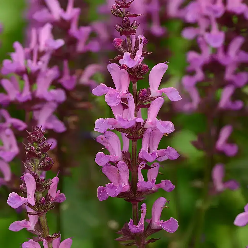 Salvia  Perennial Salvia   "Rose Marvel"
