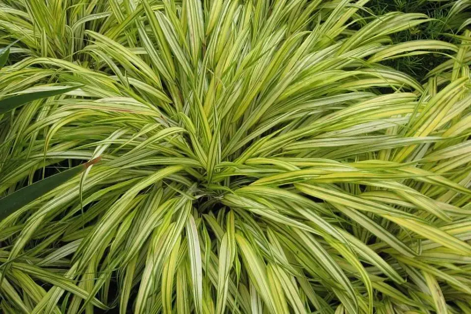Grasses   Hakonechioa macra  "Aureola"  (Japanese Forest Grass)