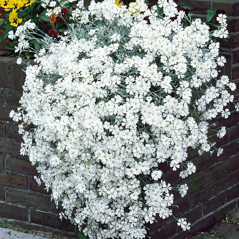 Cerastium  Snow in the Summer