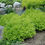 Thumbnail: Spiraea  "Goldmound"