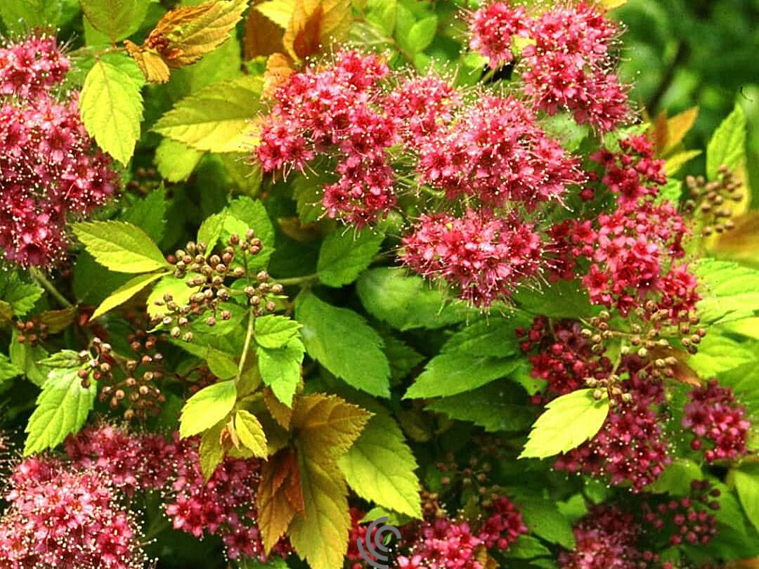 Spirea japonica  "Magic Carpet"