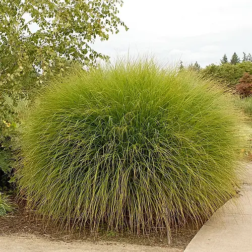 Grasses  Miscanthus  "Gracillimus"  (Maiden Grass)