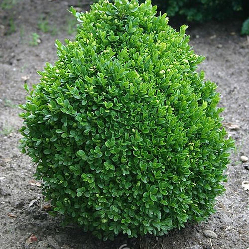 Buxus Boxwood  "Kingsville Dwarf"   #3 Container