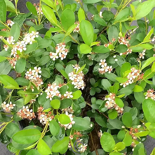 Aronia  "Ground Hug"
