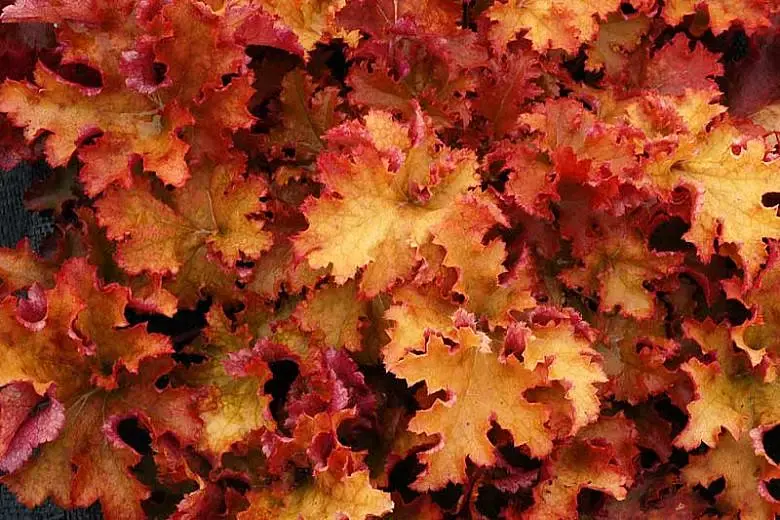 Heuchera Coral Bells "Zipper"