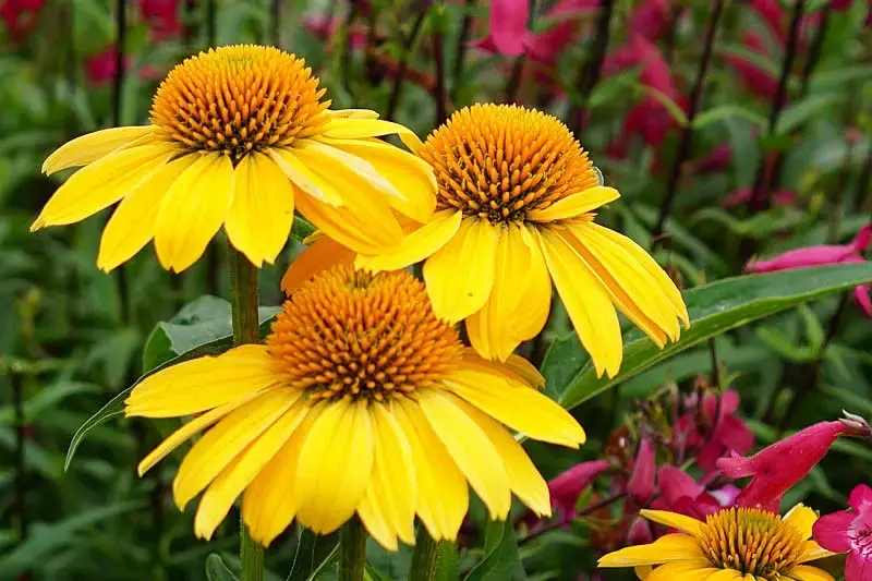 Echinacea  Coneflower     SOMBRERO  "Lemon Yellow"