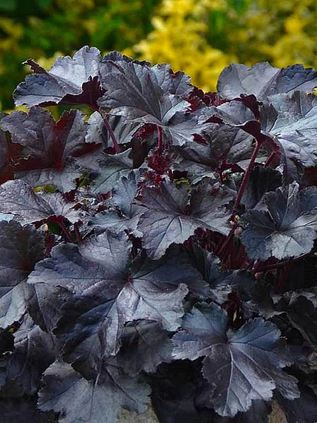 Heuchera Coral Bells Primo "Black Pearl"
