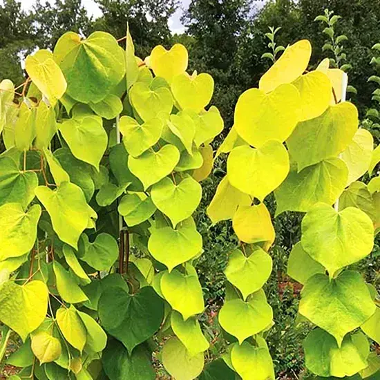 Cercis  canadensis Red Bud   "Golden Falls"  #10  Container