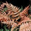 Thumbnail: Ferns  (dryopteris erythrosora  "Autumn Brilliance"