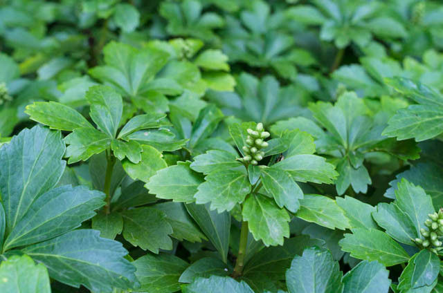 Pachysandra    Japanese Spurge  2" Cells  Flat of 48 Cells
