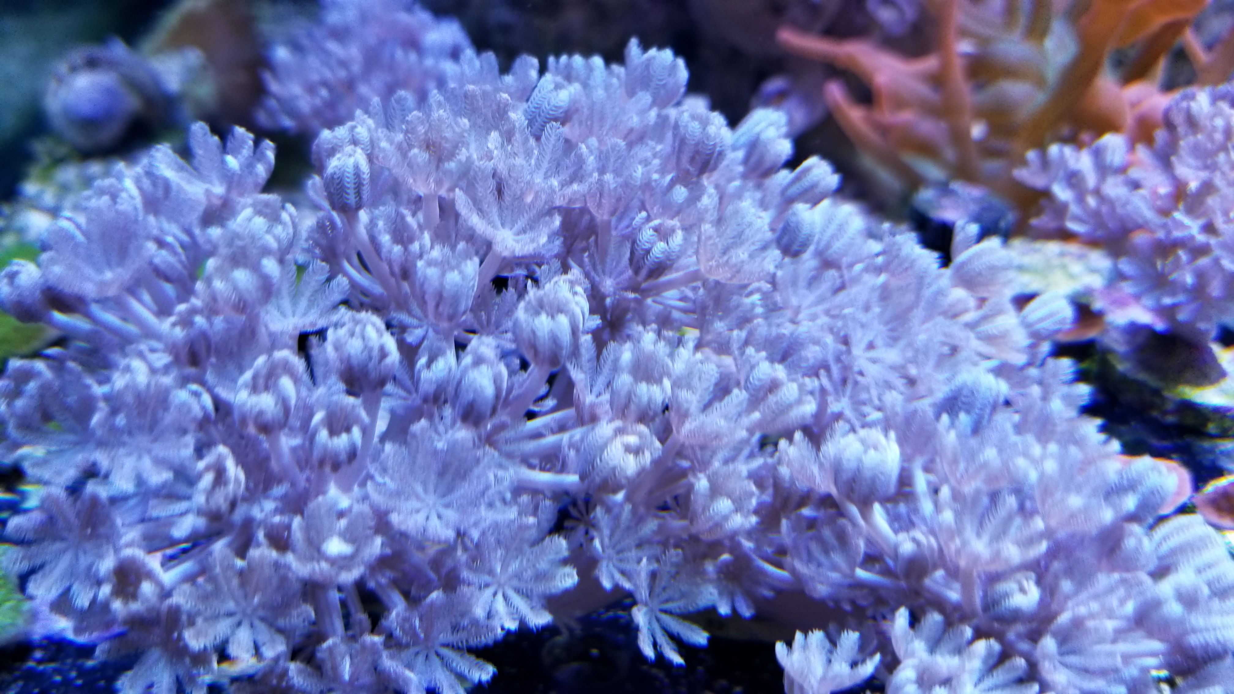 Red Sea Pumping Xenia