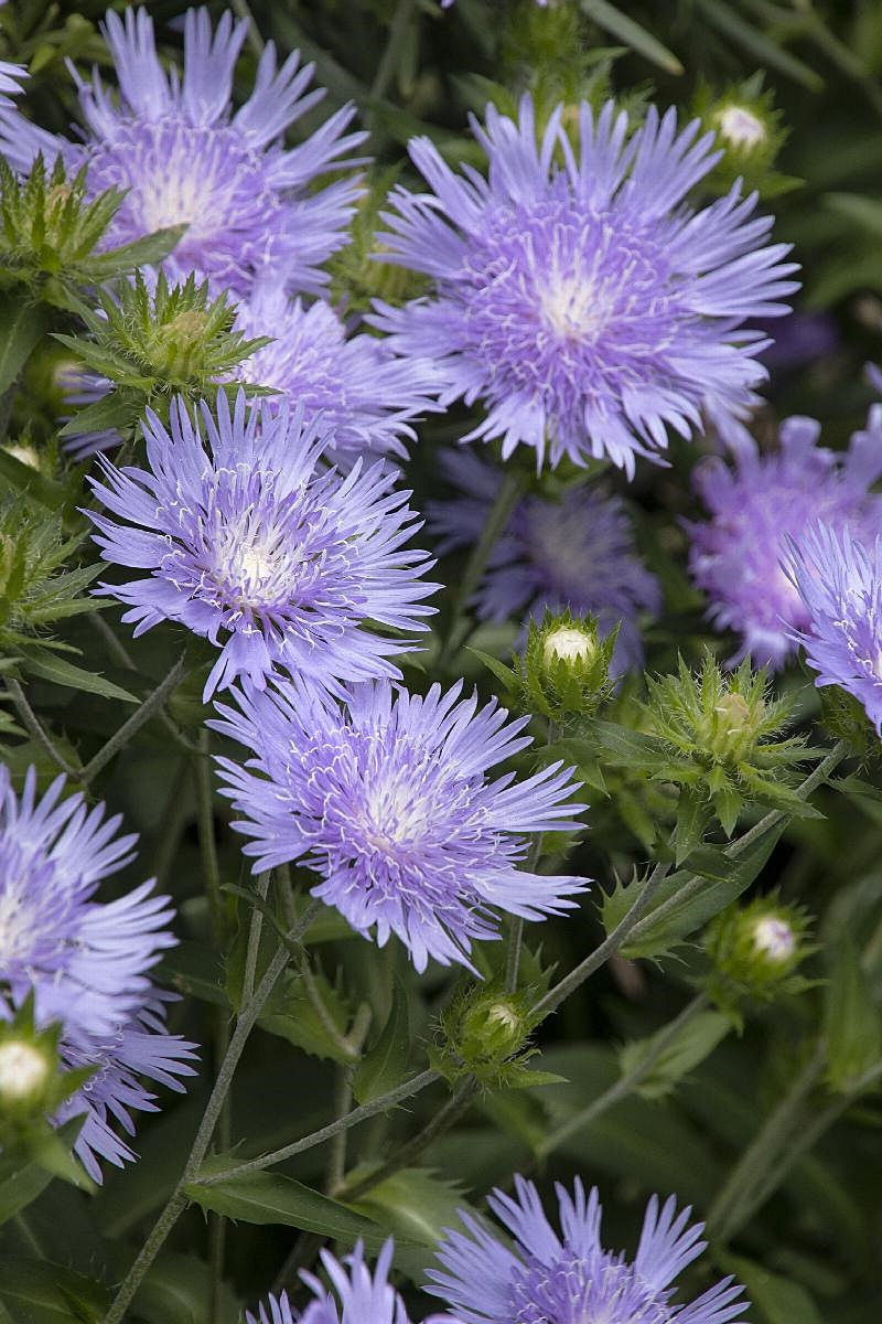 Stokesia  Stoke's Aster   "Peachie's Pick"
