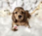 puppies