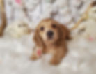 puppies