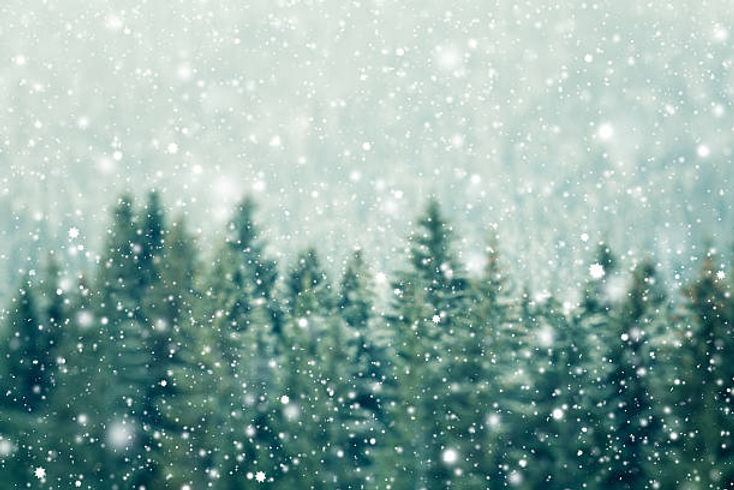 Winter Tree Background.jpg