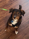 Luke 7-24-21 leash and treats.jfif