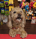 Teddy - 11-8-21 - food.jfif