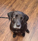 Barkley - 8-5-21.jfif