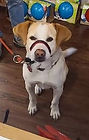 Cooper II 6-12-21.jfif
