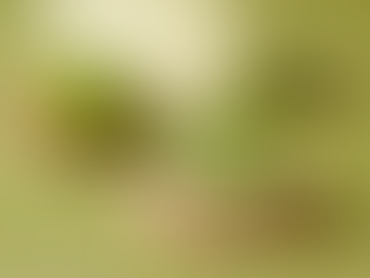 Starbucks Japan Introduces Matcha Menu Offerings for the New Year