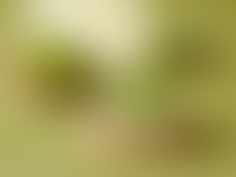 Starbucks Japan Introduces Matcha Menu Offerings for the New Year