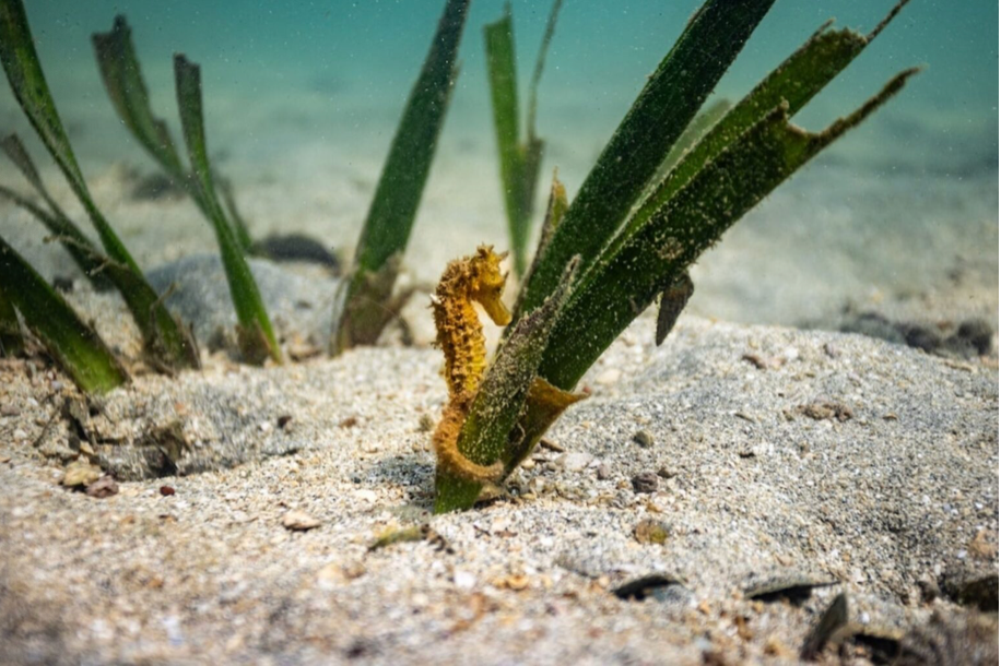 A seahorse in the shallow seas of the Kep Archipelago, grasping a fragment of seagrass on the seabed. The little fish, named after the contour of their cranium, are generally located in protected, shallow aquatic environments. © Rolex/Camilo Diaz