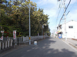 剪定