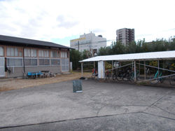 伐採
