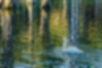 Swan and Cypress Refections