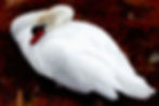 Royal Mute Swan on her nest -dark red