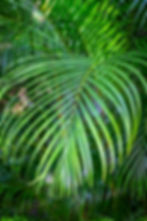 Palm Frond