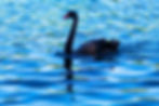 Black Swan -Lake Eola