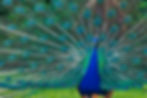 Peacock-Winter Park