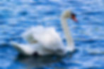 Royal Mute Swan-Lake Eola