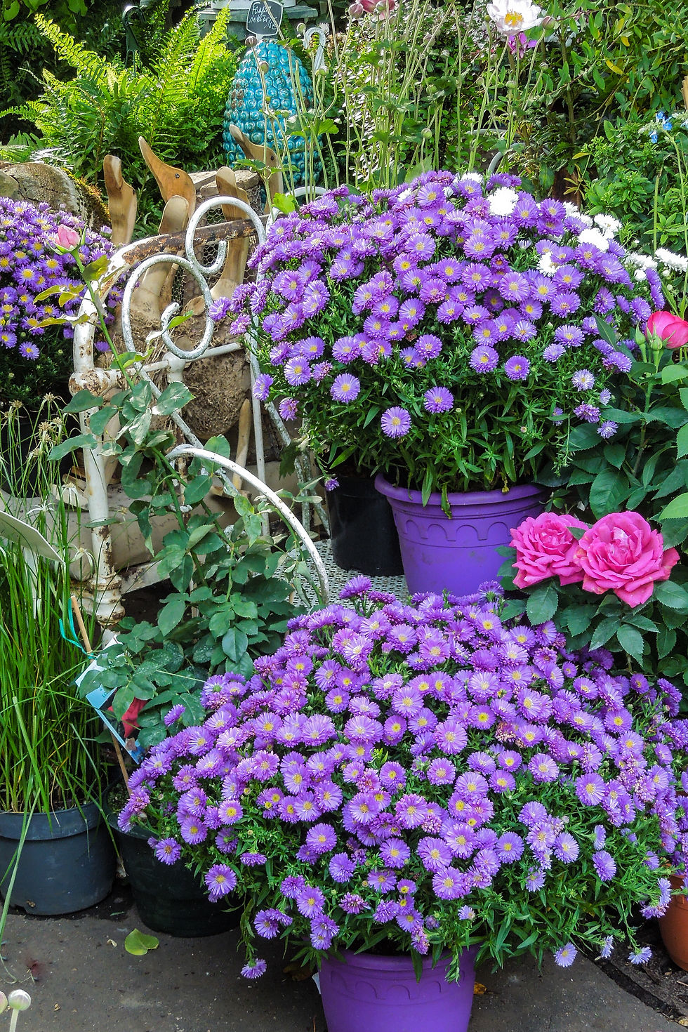 Purple flowers with ducks