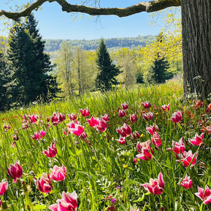 Bei strahlend blauem Himmel und frühlingshaften Temperaturen besuchten wir die Insel Mainau am Bodensee.