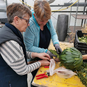 Einen FG-Palmbaum zum Palmsonntag