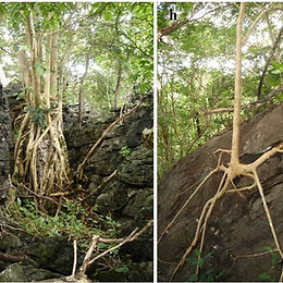 Genetic conservation in dry forest on limestone outcrops