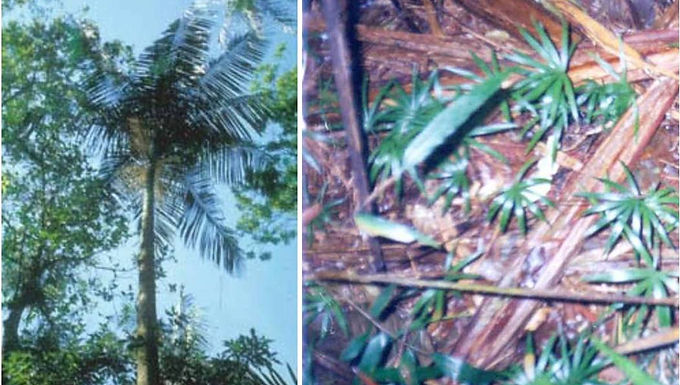 Recent colonization of the palm Euterpe edulis