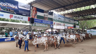 Expoterneros Montería 2024, una feria para hacer historia