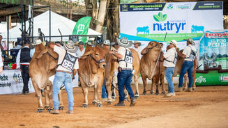 Con cerca de 1.300 inscripciones, Expoterneros 2026 rompe récord y ratifica su liderazgo en el juzgamiento de ganado bovino joven
