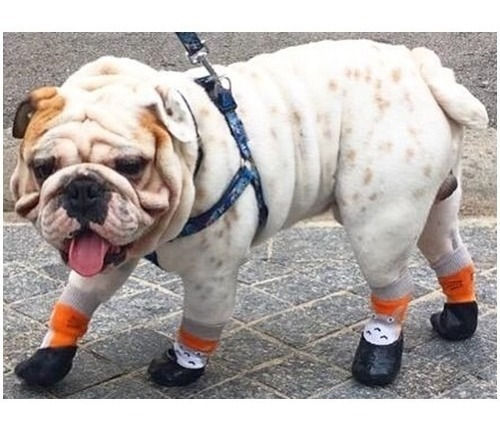 Miniatura: Meia Anti-Derrapante Gatos e Cachorros Tiki Pets Burrico Tam 4