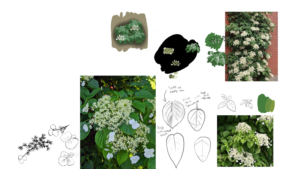 Plant_ClimbingHydrenga.png