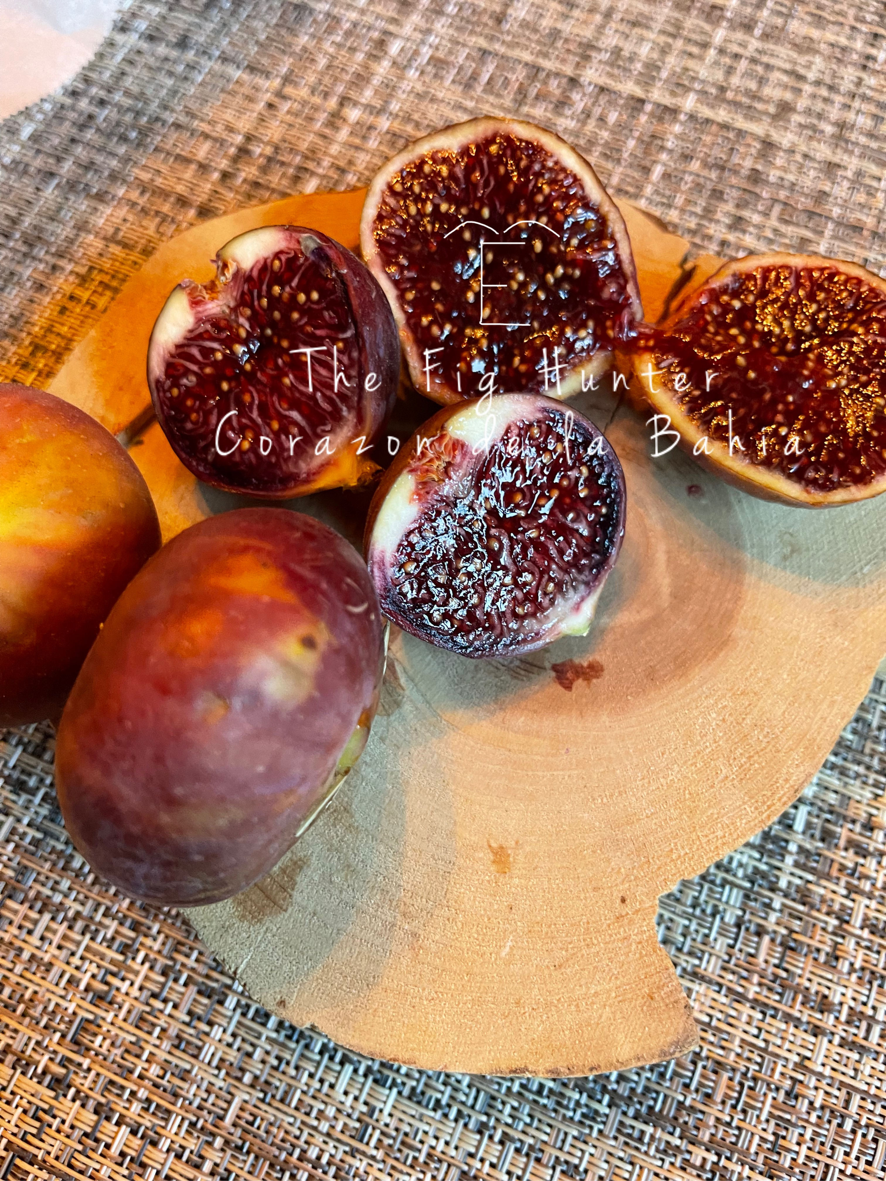 TFH 402, Corazon de la Bahia