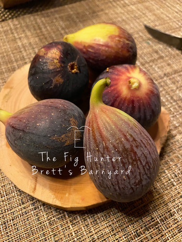 イチジク 苗TFH 454, Brett's Barnyard Ambrosia TFH 454, Brett's Barnyard Ambrosia | The Fig Hunter