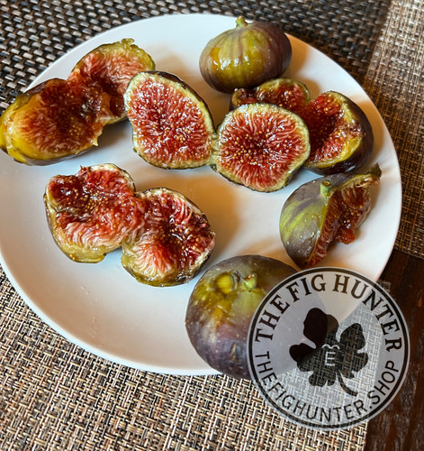 TFH 1758, Dalis | The Fig Hunter