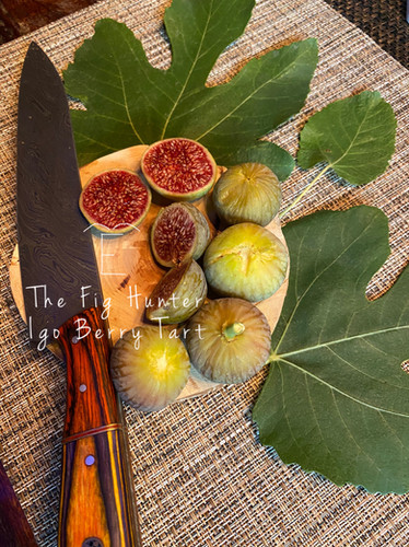 ✨イチジク 苗木【TFH 697, Igo Berry Tart】✨ TFH 697, Igo Berry Tart | The Fig Hunter