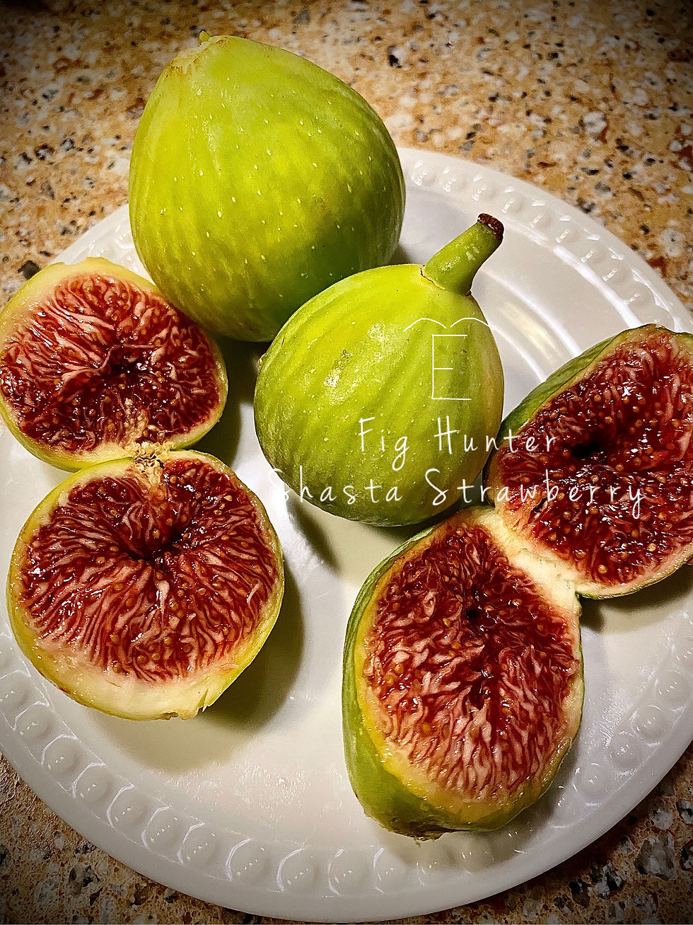 Thumbnail: TFH 643, Shasta Strawberry