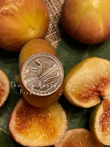 The Fig Hunterイチジク【TFH 72 Firehouse】レアイチジク苗木・苗