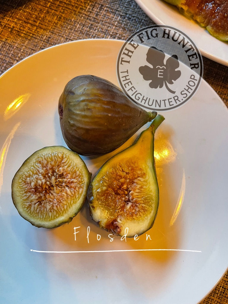 Thumbnail: TFH 142, Flosden